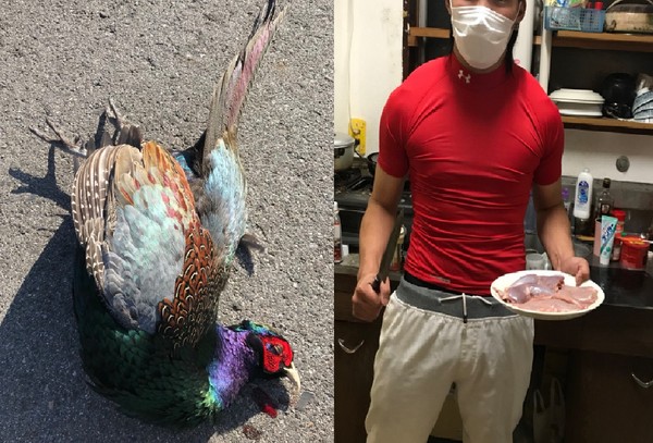 ▲日本國鳥「綠雉」飛來撞胸口吐血亡　騎士扒皮煮白菜豆腐鍋。（圖／翻攝自推特：竜都@ ryuto_o）