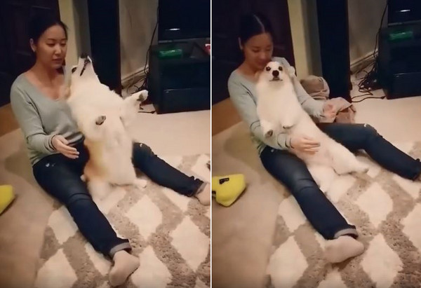 柯基跟主人玩信任遊戲。（圖／翻攝自Instagram用戶「corgiarya」）