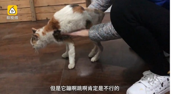 ▲▼上海外國語學校的流浪貓「女王」被人傷害。（圖／翻攝《梨視頻》）