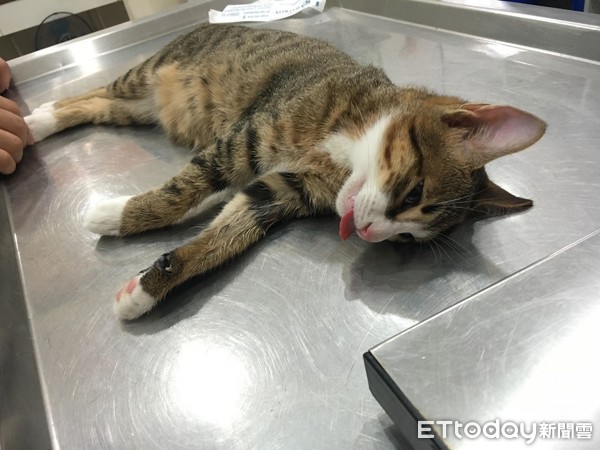 貓,結紮,（圖／「瑪麗&middot;貓 咪王」授權提供）