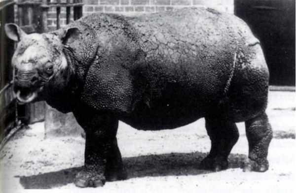 爪哇犀牛。（圖／翻攝自維基百科）