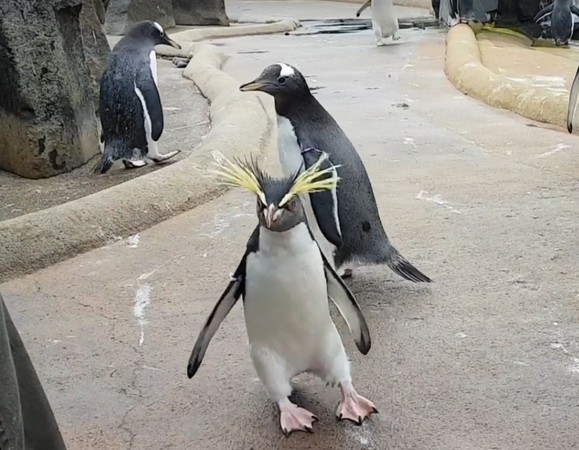 企鵝晨跳快樂腳，一旁夥伴全看傻。（圖／翻攝自Edinburgh Zoo臉書粉絲專頁）