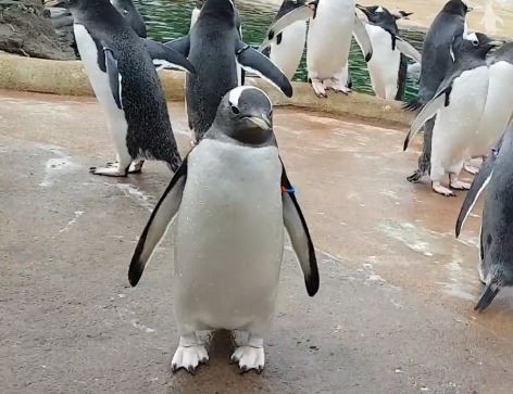 企鵝晨跳快樂腳，一旁夥伴全看傻。（圖／翻攝自Edinburgh Zoo臉書粉絲專頁）