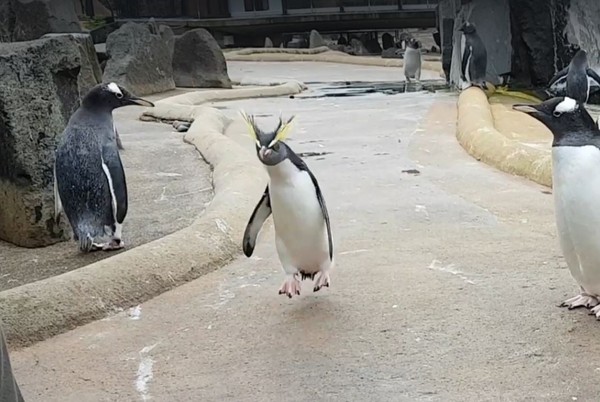 企鵝晨跳快樂腳，一旁夥伴全看傻。（圖／翻攝自Edinburgh Zoo臉書粉絲專頁）