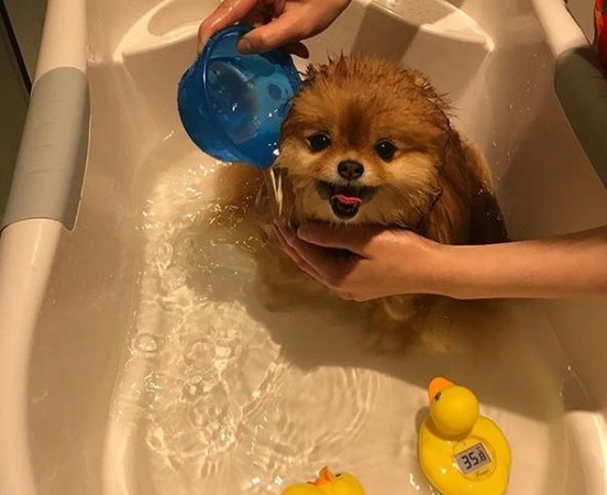 毛球博美一秒「融進」塑桶裡。（圖／翻攝自Instagram用戶@cece.pomeranian）