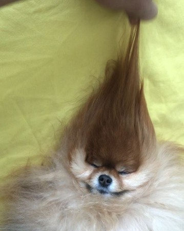 毛球博美一秒「融進」塑桶裡。（圖／翻攝自Instagram用戶@cece.pomeranian）