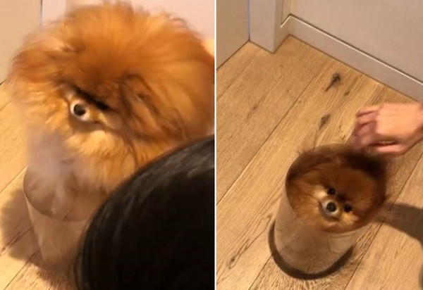 毛球博美一秒「融進」塑桶裡。（圖／翻攝自Instagram用戶@cece.pomeranian）