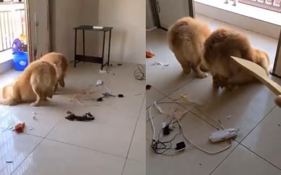 ▲2汪咬爛電線「翹屁股等處罰」　主人爆怒拿飯匙：拍死你們！。（圖／翻攝自ก็แค่เพ้อ粉絲專頁）