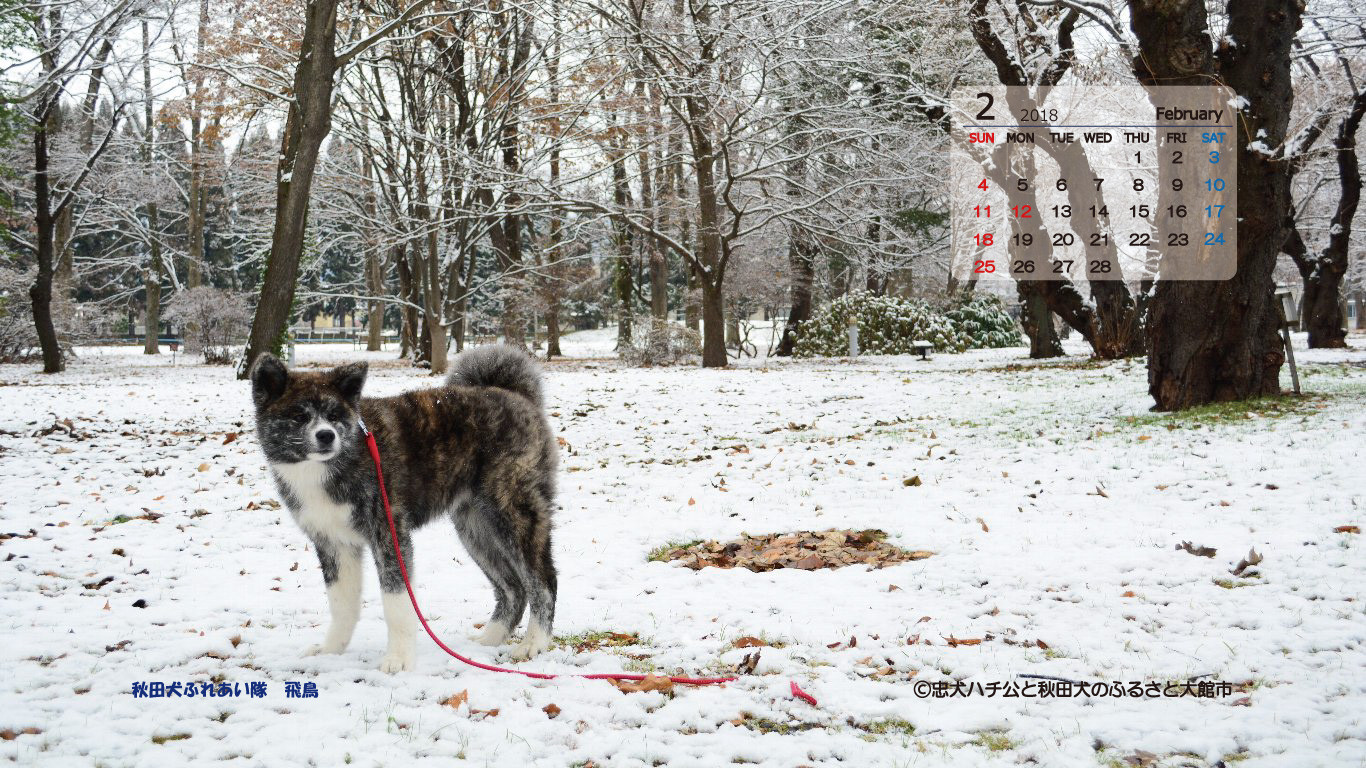 ▲▼秋田縣大館市免費提供秋田犬日曆。（圖／翻攝自大館市政府）