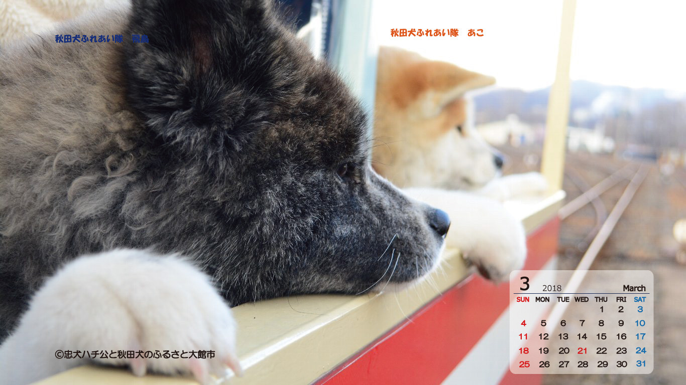 ▲▼秋田縣大館市免費提供秋田犬日曆。（圖／翻攝自大館市政府）