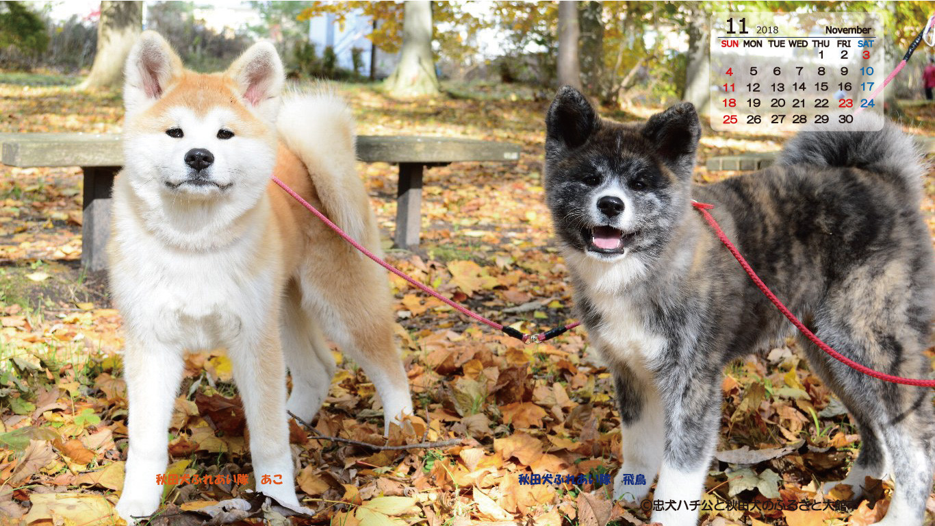 ▲▼秋田縣大館市免費提供秋田犬日曆。（圖／翻攝自大館市政府）