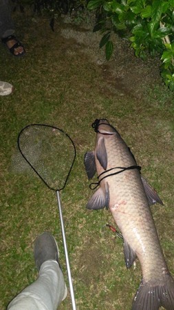 ▲▼碧湖公園釣到超大魚烏鰡。（圖／網友雷根提供）