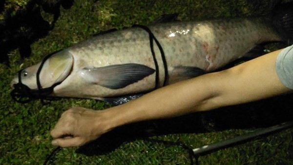 ▲▼碧湖公園釣到超大魚烏鰡。（圖／網友雷根提供）