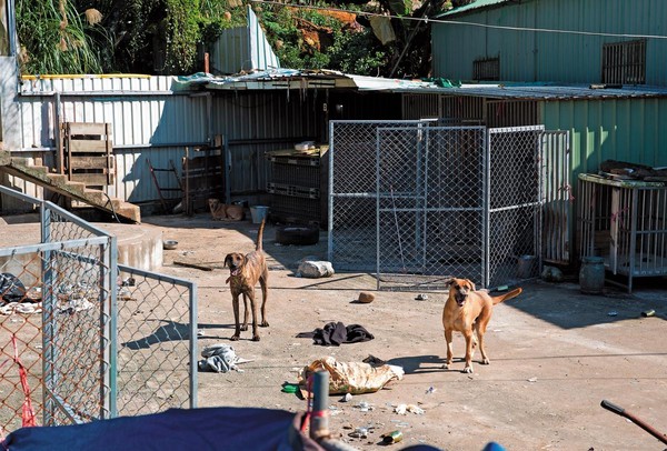 圍養在30、40坪鐵皮圍籬內的台灣高山犬，見到生人豎起尾巴不停地吠叫。