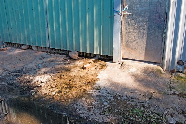 高山犬的糞尿隨時從鐵籬下流出來，看得令人噁心。