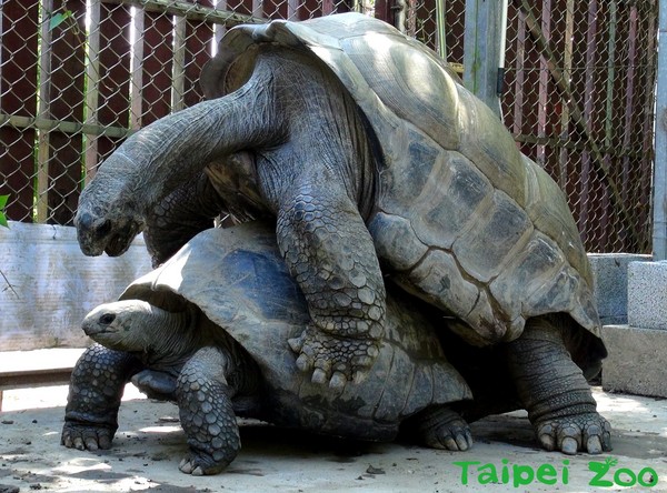 ▲改善環境很有FU！亞達伯拉象龜跨年有喜，產下20顆龜寶寶卵。（圖／臺北市立動物園提供）