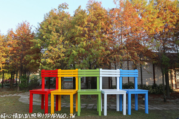 ▲台中大坑蝴蝶法式餐廳園內落羽松轉紅。（圖／好心情趴趴照提供）