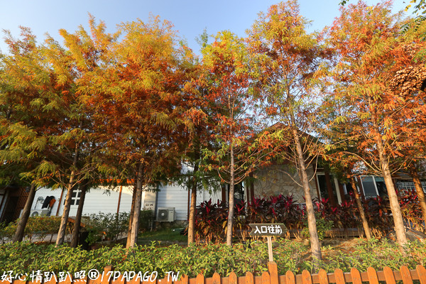 ▲台中大坑蝴蝶法式餐廳園內落羽松轉紅。（圖／好心情趴趴照提供）