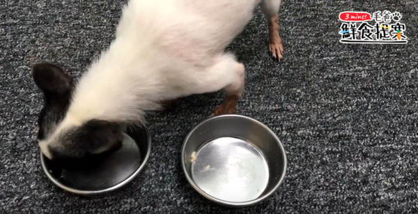 美味又健康的汪汪好料理—燕麥雞肉粥！（圖／毛起來 MaoUp）