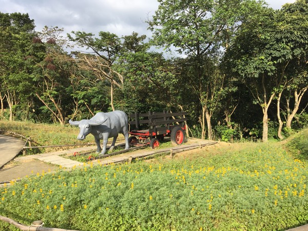 竹子湖魯冰花。（圖／台北市政府提供）