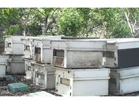 台灣黑熊夜闖養蜂場大啖8箱蜜　屏蜂農笑：可申請國賠嗎