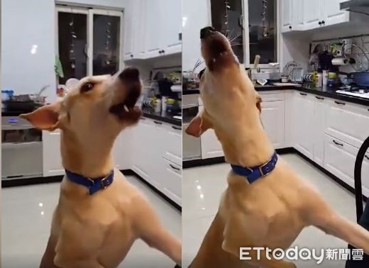 ▲「五電威喔！」鈴聲一響阿汪就跟著嗷嗚　叫到爸媽接手機。（圖／網友陳彥蓉提供）