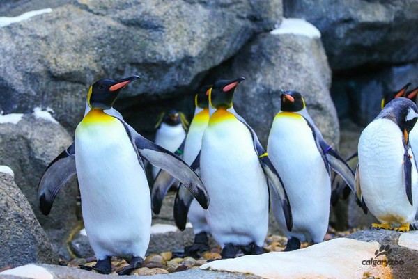 ▲▼加拿大卡加利動物園的國王企鵝。（圖／翻攝自The Calgary Zoo臉書）