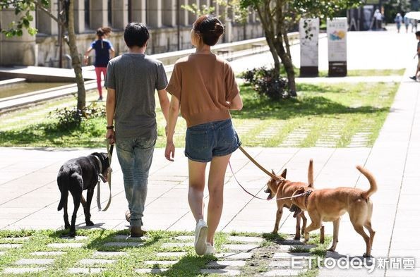 ▲毛小孩,狗散步,寵物,遛狗,狗,犬。（圖／示意圖／記者李毓康攝）