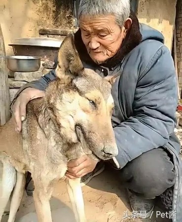 老伴走了，你也離開我...視如孩子的狗兒過世　老人含淚親手埋葬（圖／翻攝自頭條號）