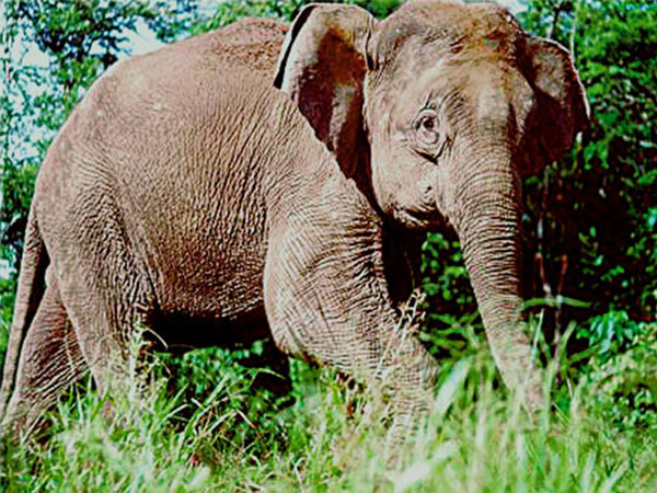 ▲婆羅洲矮象。（圖／翻攝自維基百科。）