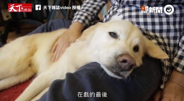 我比較需要牠...主人陪年老愛犬復健　最後這段路一起好好走（圖／截自天下雜誌video）