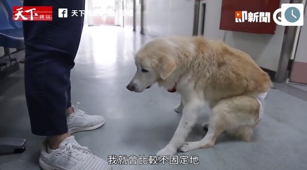 我比較需要牠...主人陪年老愛犬復健　最後這段路一起好好走（圖／截自天下雜誌video）