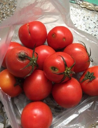 ▲▼花100元買番茄，有4顆都是爛的，攤販還不認錯。（圖／翻攝自爆料公社官網）
