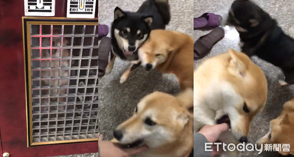 ▲想死你！才剛到家3柴柴趴門慘叫　媽笑：鄰居會以為我虐狗啦。（圖／網友&lrm;陳雪妹授權提供）