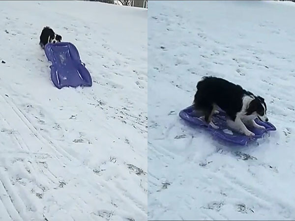 ▲咬雪橇滑雪的牧羊犬「Secret」。（圖／翻攝自影片／Instagram／my_aussie_gal）