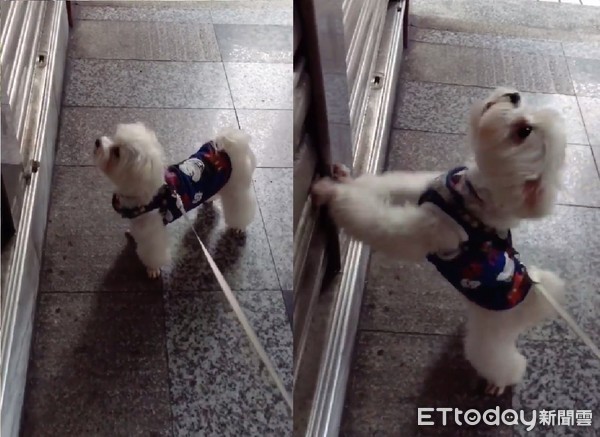 ▲頭家快開門！汪汪手撥鐵門討肉肉，飼主笑：被你騷擾到不敢開。（圖／網友Yixin Chung提供）