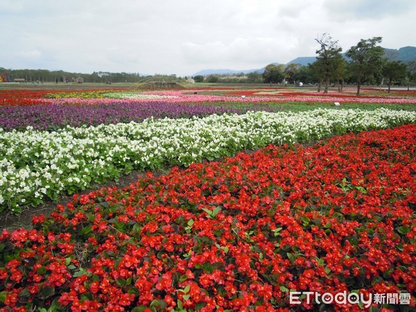 花蓮縣光復鄉大農大富平地森林園區迎春花海陸續綻放，花蓮林管處將於園區辦理3梯次打卡闖關活動，邀請國人前來漫步遊賞大地美景，一同為迎春花海拉開序幕。（圖／花蓮林管處提供）