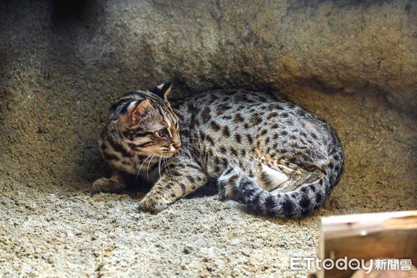 石虎集寶。（圖／台北市立動物園提供）