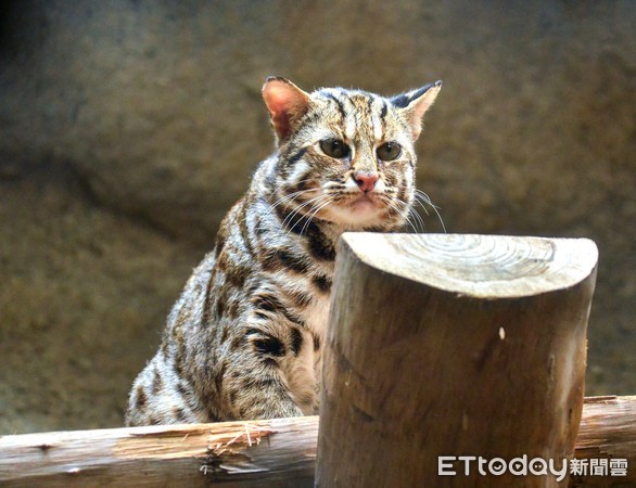 石虎集寶。（圖／台北市立動物園提供）