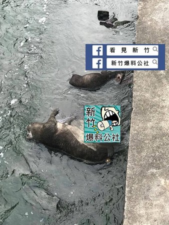 新竹縣新豐火車站旁的排水溝出現死豬。（圖／翻攝自新竹爆料公社）