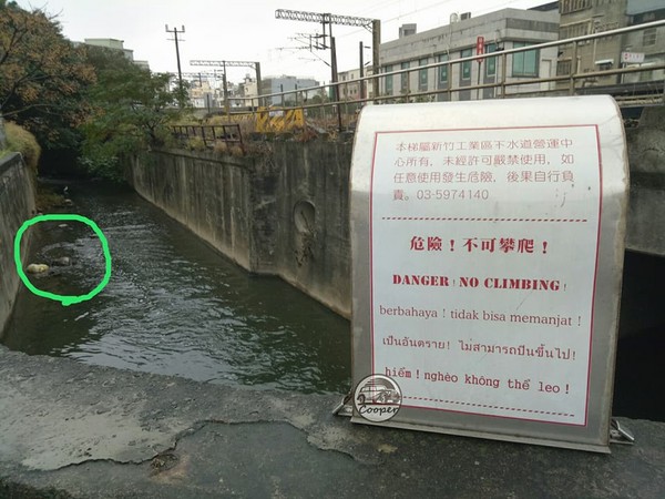 新竹縣新豐火車站旁的排水溝出現死豬。（圖／翻攝自新竹爆料公社）