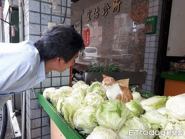 ▲這店員怎麼都不理人！橘貓擺克臉「坐白菜攤堆」：本喵不賣（圖／網友王志忠提供）