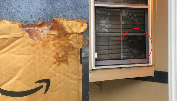 ▲貓草玩具到貨！卻被隔壁喵偷開　主子目睹全程眼神死。（圖／翻攝自The Dodo）