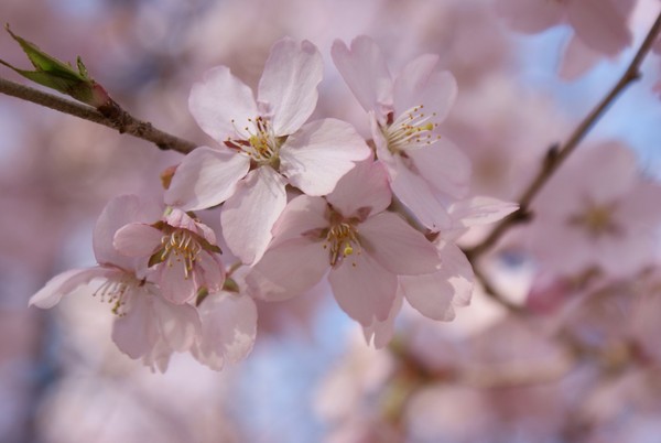 ▲網羅立山雪牆、櫻花、紫藤花，4至6月遊日本最精彩！。（圖／五福旅遊、七逗旅遊網）