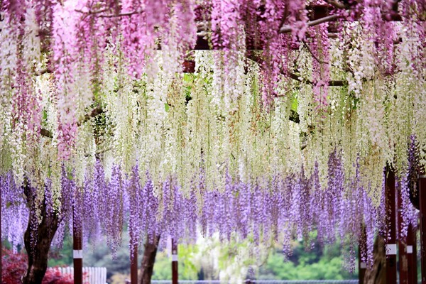 ▲網羅立山雪牆、櫻花、紫藤花，4至6月遊日本最精彩！。（圖／五福旅遊、七逗旅遊網）