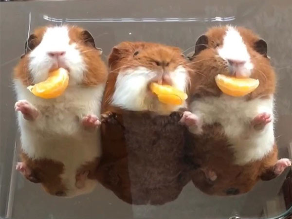 ▲天竺鼠吃橘子。（圖／翻攝自影片／Instagram／titorenogpigs）