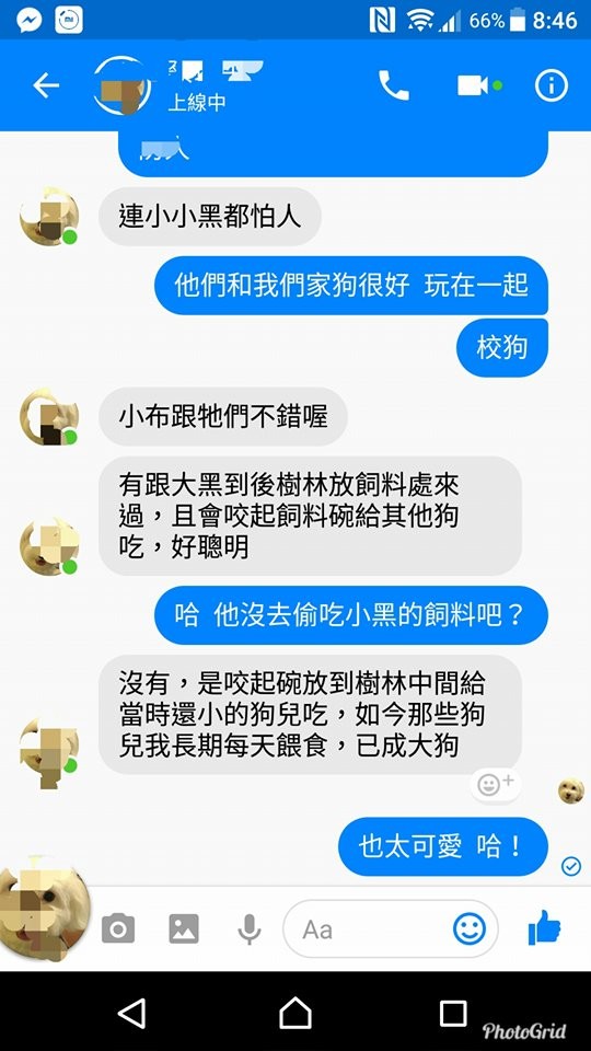 暖心布朗尼叼碗餵小狗。（圖／林老師提供）