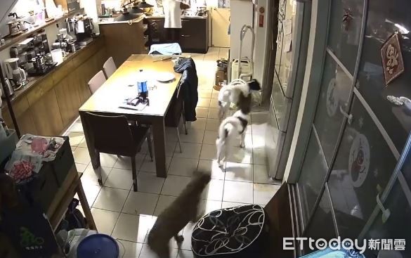 ▲回家衝房間以為躲過暴動　她開門秒被狗群「討債圍堵」嚇趴地。（圖／網友孫鈺婷提供，下同）