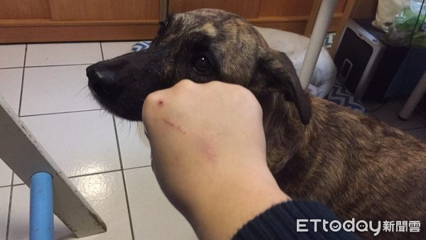 ▲回家衝房間以為躲過暴動　她開門秒被狗群「討債圍堵」嚇趴地。（圖／網友孫鈺婷提供，下同）