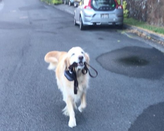 阿金叼著牽繩散步。(圖/翻攝自Instagram帳號@moose_hnl)
